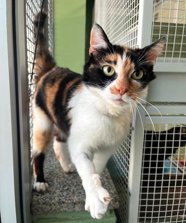 MILADY BELLISSIMA CALICO' Foto 2